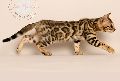 Bengal Kittens For Sale
